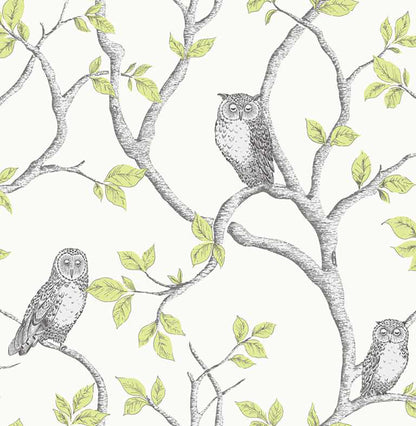 Fine Decor Linden Green Owl Wallpaper, 20.5-in by 33-ft